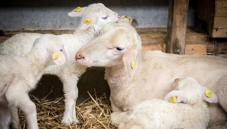 Выращивание овец как бизнес: открываем свое дело по разведению овец и баранов