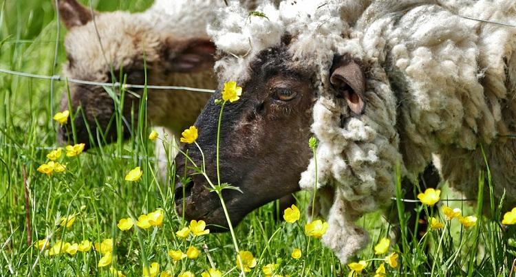 Плюсы и минусы овцеводства