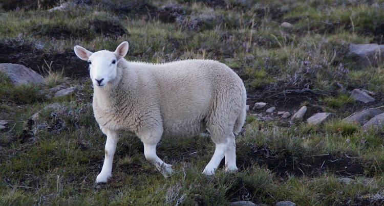 Рентабельность овцеводства как бизнеса
